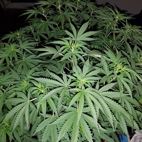 Cherry CBD growlog timeline photo