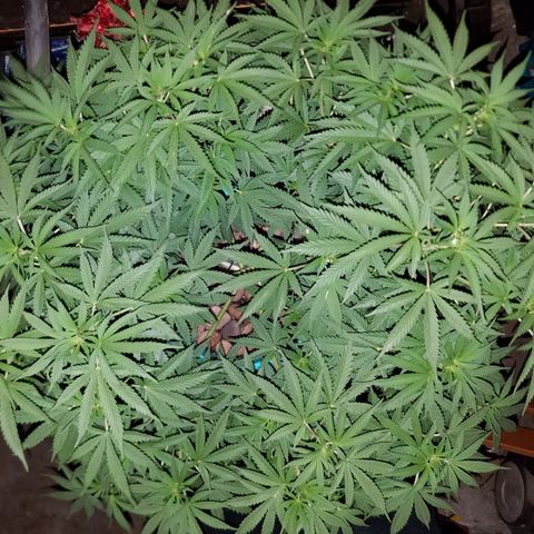 Cherry CBD growlog timeline photo