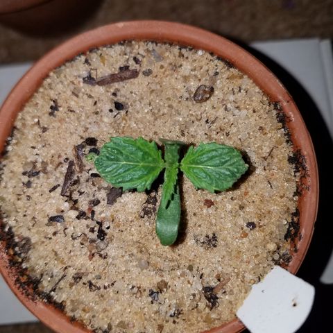Sherbert Cookies  growlog timeline photo