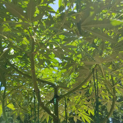 Cherry CBD growlog timeline photo