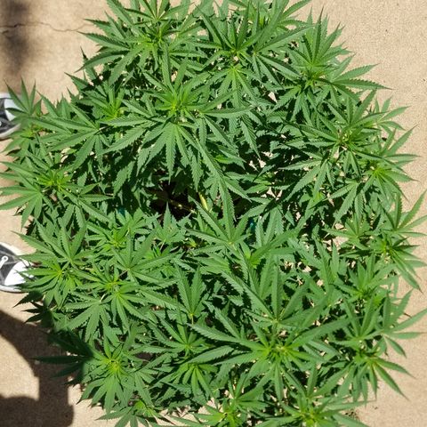 Cherry CBD growlog timeline photo