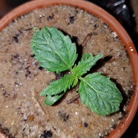 Sherbert Cookies  growlog timeline photo