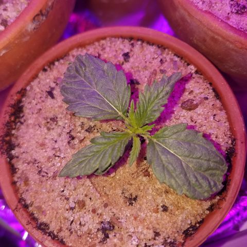 Sherbert Cookies  growlog timeline photo