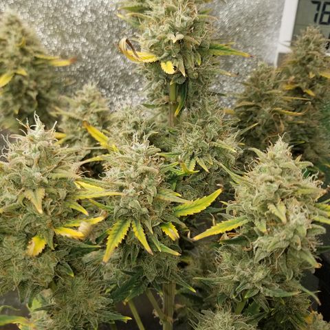Strawberry Cough × Super Lemon Haze  growlog timeline photo
