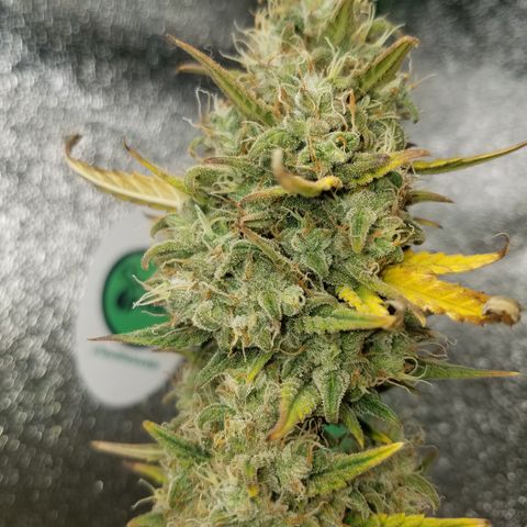 Strawberry Cough × Super Lemon Haze  growlog timeline photo