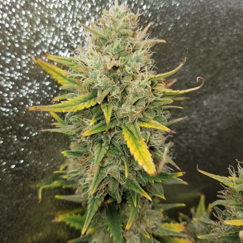 Strawberry Cough × Super Lemon Haze  growlog timeline photo