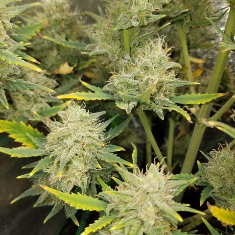 Strawberry Cough × Super Lemon Haze  growlog timeline photo