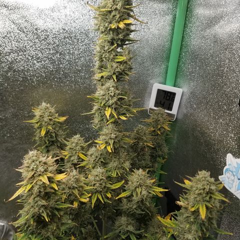 Strawberry Cough × Super Lemon Haze  growlog timeline photo