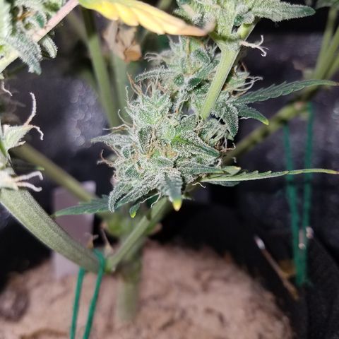 Strawberry Cough × Super Lemon Haze  growlog timeline photo