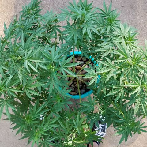 Cherry CBD growlog timeline photo