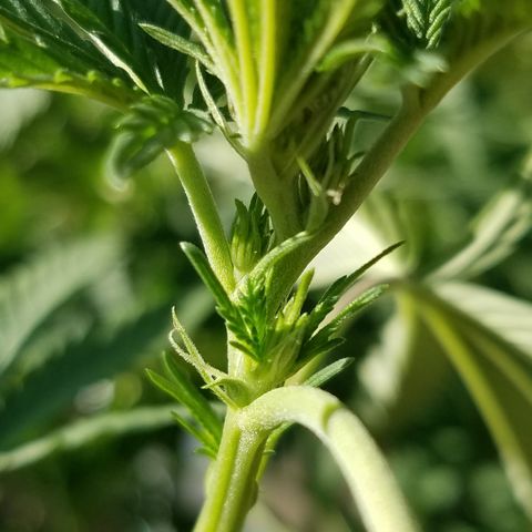 Cherry CBD growlog timeline photo