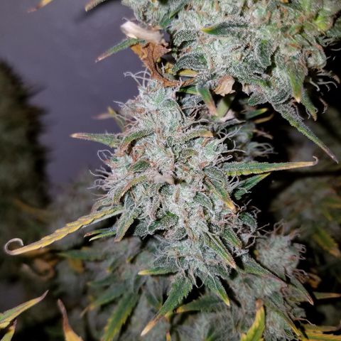 Strawberry Cough × Super Lemon Haze  growlog timeline photo