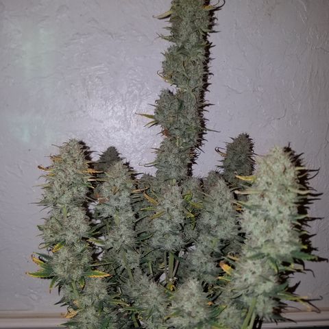Strawberry Cough × Super Lemon Haze  growlog timeline photo