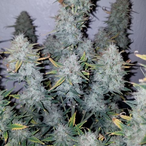 Strawberry Cough × Super Lemon Haze  growlog timeline photo
