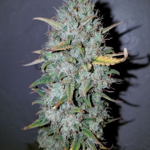 Strawberry Cough × Super Lemon Haze  growlog timeline photo