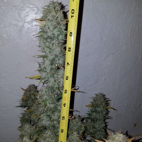 Strawberry Cough × Super Lemon Haze  growlog timeline photo