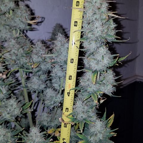 Strawberry Cough × Super Lemon Haze  growlog timeline photo