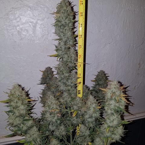 Strawberry Cough × Super Lemon Haze  growlog timeline photo