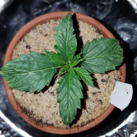 Sherbert Cookies  growlog timeline photo