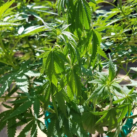 Cherry CBD growlog timeline photo