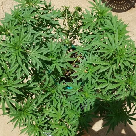 Cherry CBD growlog timeline photo