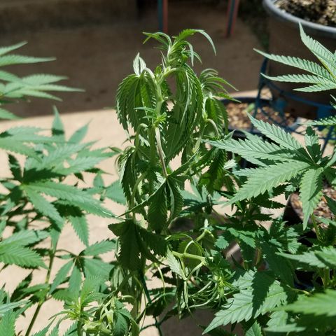 Cherry CBD growlog timeline photo