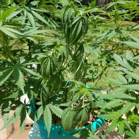 Cherry CBD growlog timeline photo