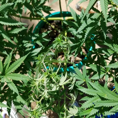 Cherry CBD growlog timeline photo
