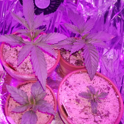 Sherbert Cookies  growlog timeline photo