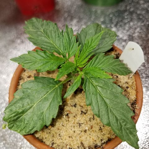 Sherbert Cookies  growlog photo: Put in tent for full lighting 