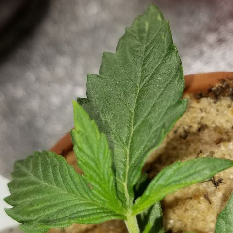 Sherbert Cookies  growlog timeline photo
