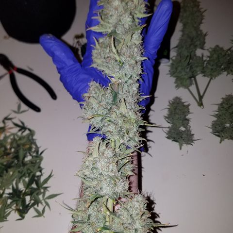 Strawberry Cough × Super Lemon Haze  growlog timeline photo