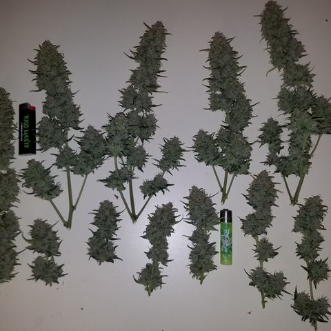 Strawberry Cough × Super Lemon Haze  growlog timeline photo