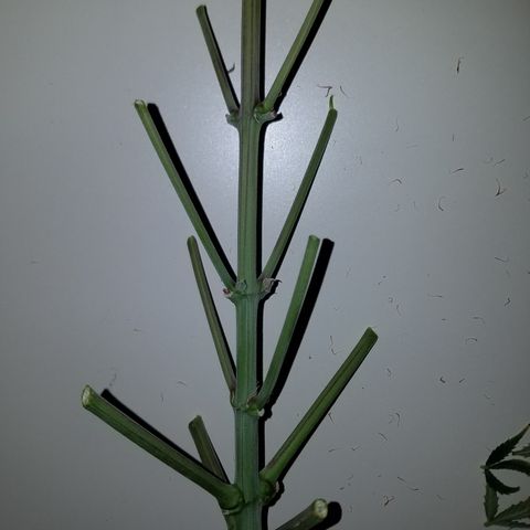 Strawberry Cough × Super Lemon Haze  growlog timeline photo