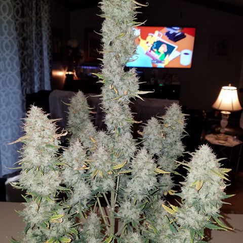 Strawberry Cough × Super Lemon Haze  growlog timeline photo