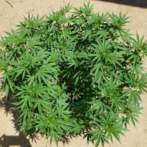 Cherry CBD growlog timeline photo