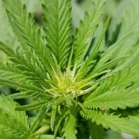 Cherry CBD growlog timeline photo