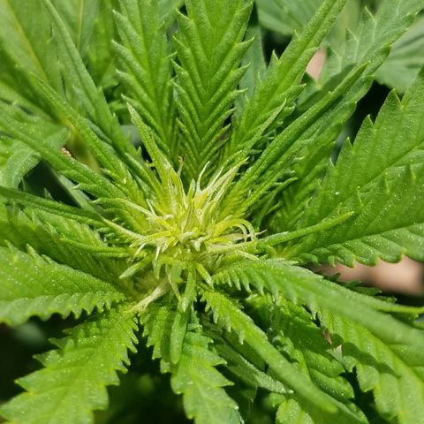 Cherry CBD growlog timeline photo