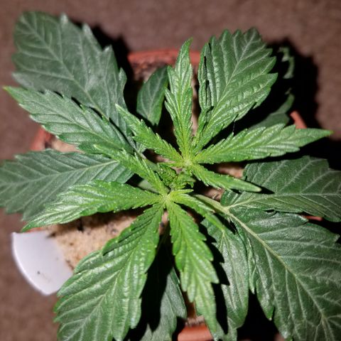 Sherbert Cookies  growlog timeline photo