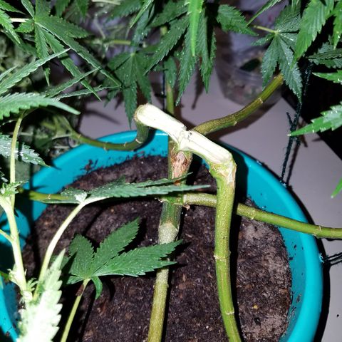 Cherry CBD growlog timeline photo