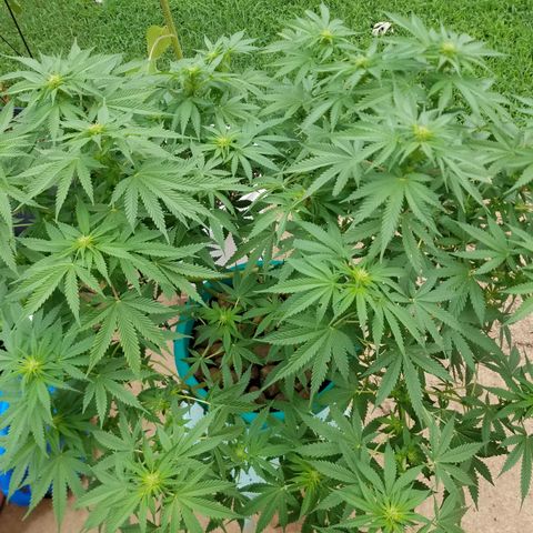 Cherry CBD growlog timeline photo