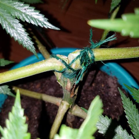 Cherry CBD growlog timeline photo