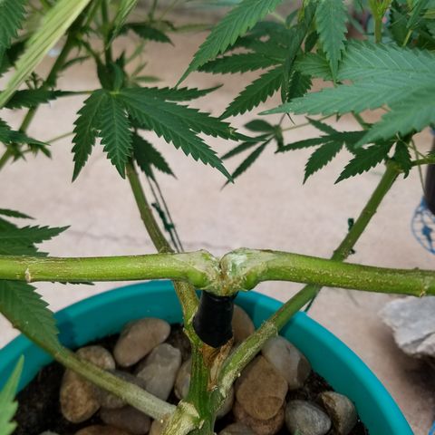 Cherry CBD growlog photo: Redid with electrical tape and honey 