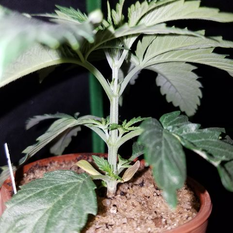Sherbert Cookies  growlog timeline photo