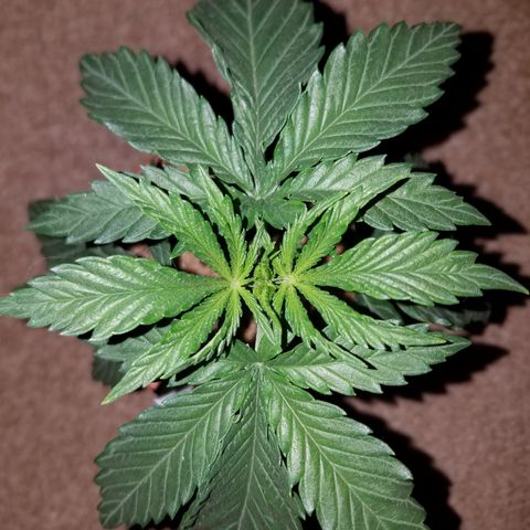 Sherbert Cookies  growlog timeline photo