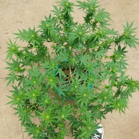 Cherry CBD growlog timeline photo
