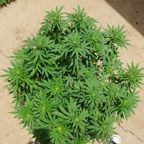 Cherry CBD growlog timeline photo