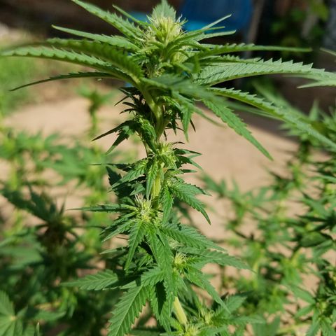Cherry CBD growlog timeline photo