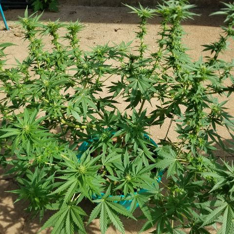 Cherry CBD growlog timeline photo