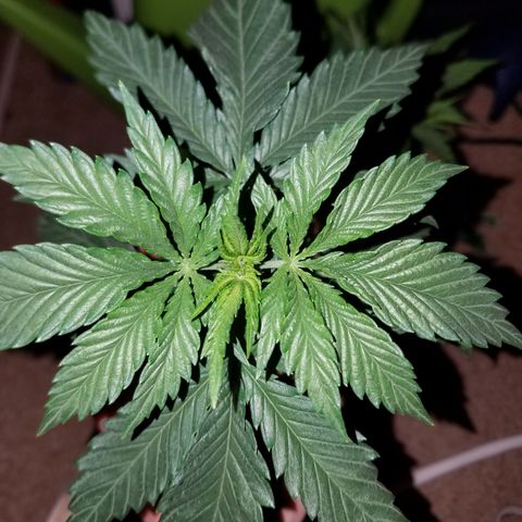 Sherbert Cookies  growlog timeline photo